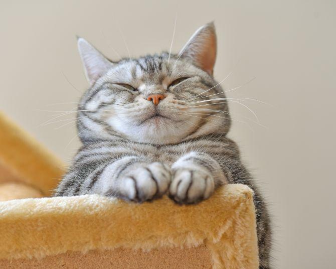 約半数の飼い主が「犬猫の高額治療費支払えない」。猫の多頭飼育に関する調査を実施