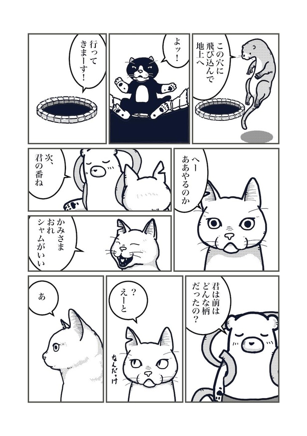 猫の柄の話し(5)