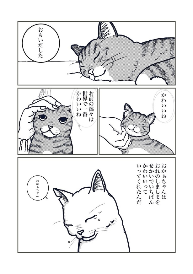 猫の柄の話し(6)
