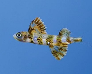 鴨川シーワールドにて人工授精によって生まれた「トビウオ」の稚魚を展示