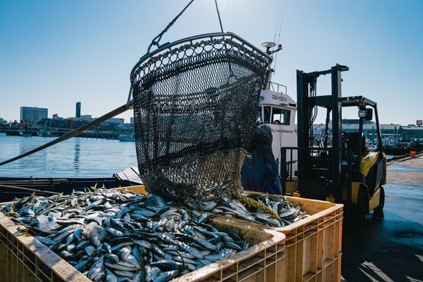 まき網漁や定置網漁で穫れる未利用魚を利用し、商品化へ