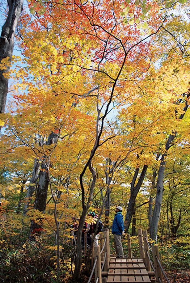 標高160～180mの低山ながら、ブナを中心とした天然の広葉樹が残る貴重な山。黄金色に輝くブナ林の紅葉が美しい