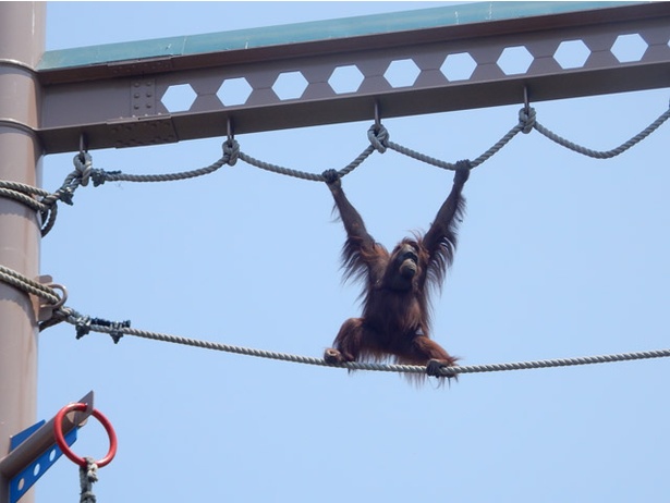 画像2 10 旭山動物園 森の人 を意味するあの動物の身体能力がすごすぎる ウォーカープラス