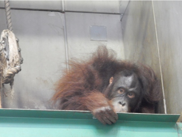 画像4 10 旭山動物園 森の人 を意味するあの動物の身体能力がすごすぎる ウォーカープラス