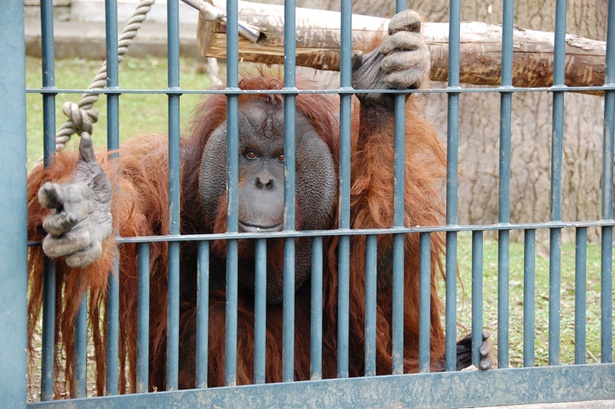 画像5 10 旭山動物園 森の人 を意味するあの動物の身体能力がすごすぎる ウォーカープラス