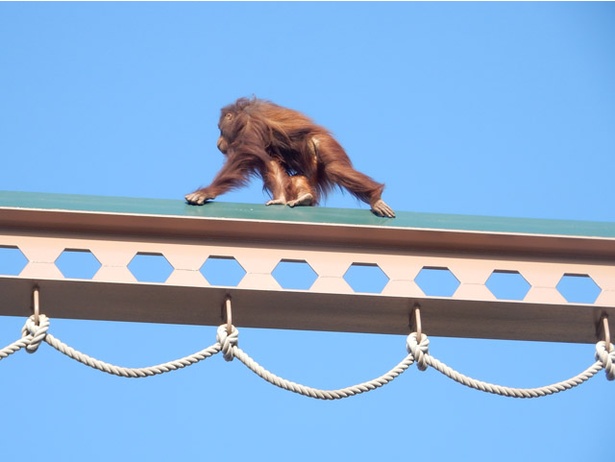 画像6 10 旭山動物園 森の人 を意味するあの動物の身体能力がすごすぎる ウォーカープラス