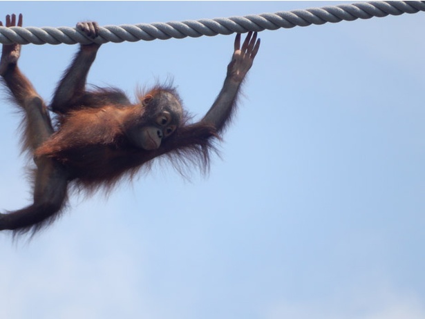 画像8 10 旭山動物園 森の人 を意味するあの動物の身体能力がすごすぎる ウォーカープラス