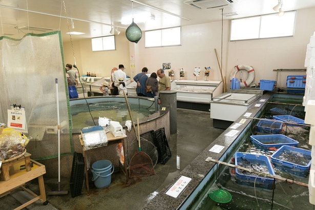【写真を見る】「お魚センター うみがめ」では、生けすで泳ぐ魚やイカを見るのも楽しい