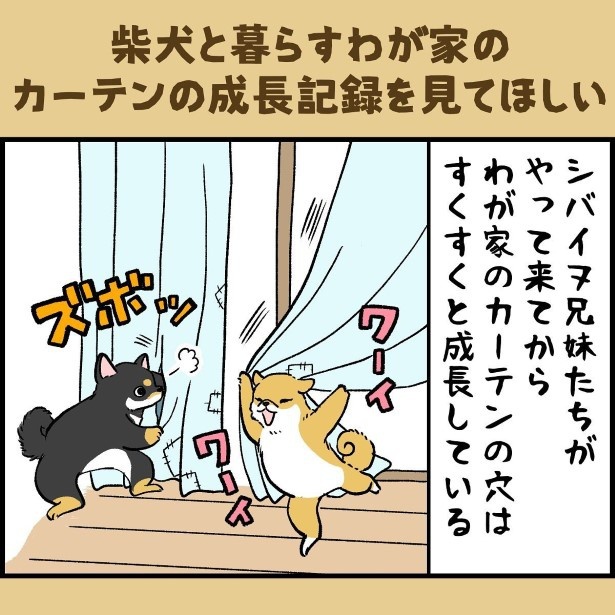 柴犬と暮らすわが家のカーテンの成長記録001