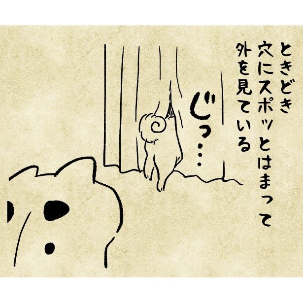 柴犬と暮らすわが家のカーテンの成長記録008