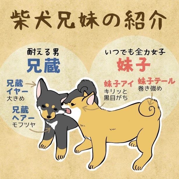 柴犬兄弟の紹介