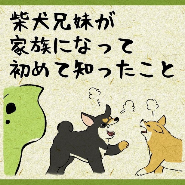 柴犬姉弟が家族になって初めて知ったこと1