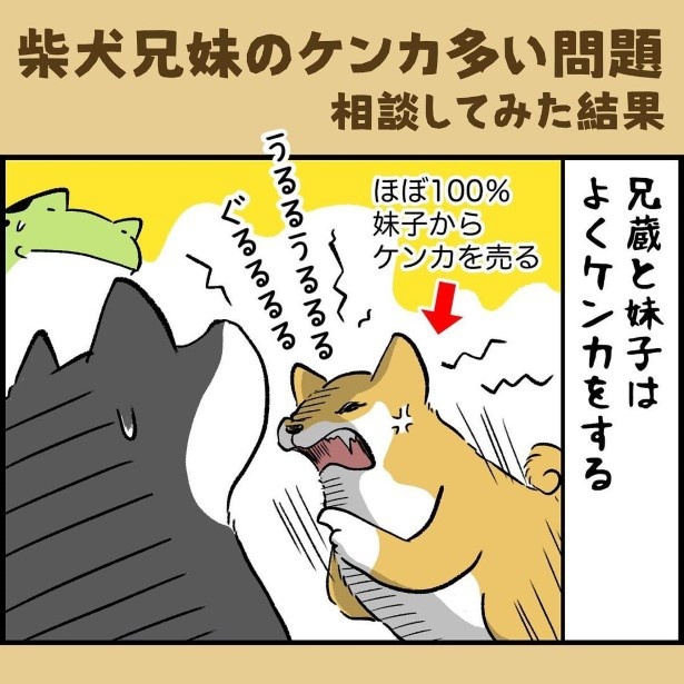 柴犬兄弟のケンカが多い問題を相談した結果P01