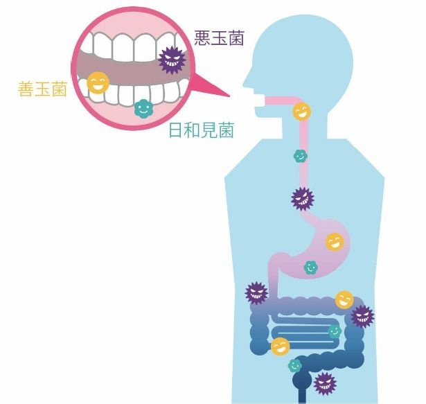 オーラルケア 腸内環境 美肌
