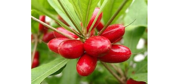 ミラクルフルーツの実は量産がとても難しく、生のままでは傷みやすいため、開発では苦労したという