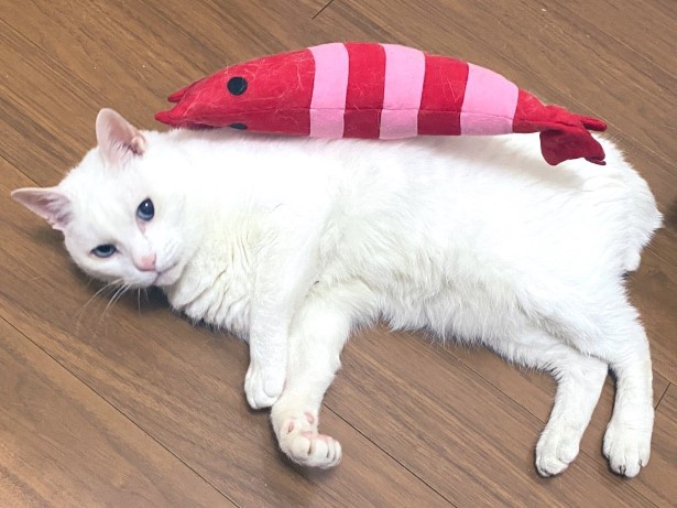 ミコさん_えび寿司