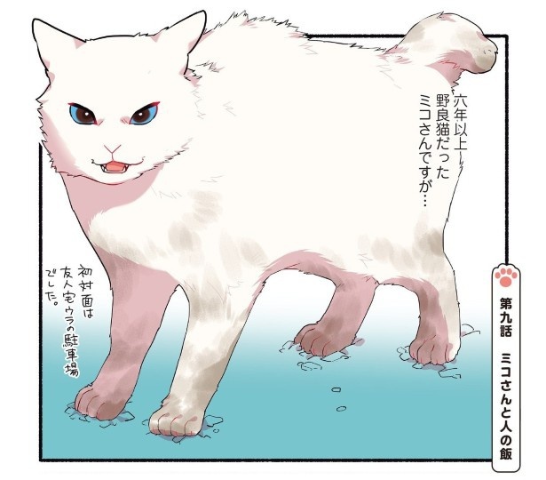 人間の食べ物を奪おうとする猫_p01