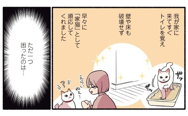 人間の食べ物を奪おうとする猫_p02