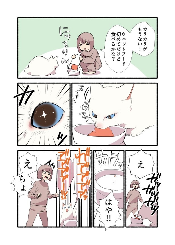 白い猫と暮らしている漫画2話P003