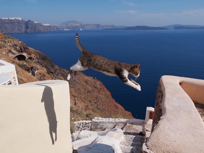 【写真を見る】ギリシャでも“飛び猫”を発見!その名もジャンパー