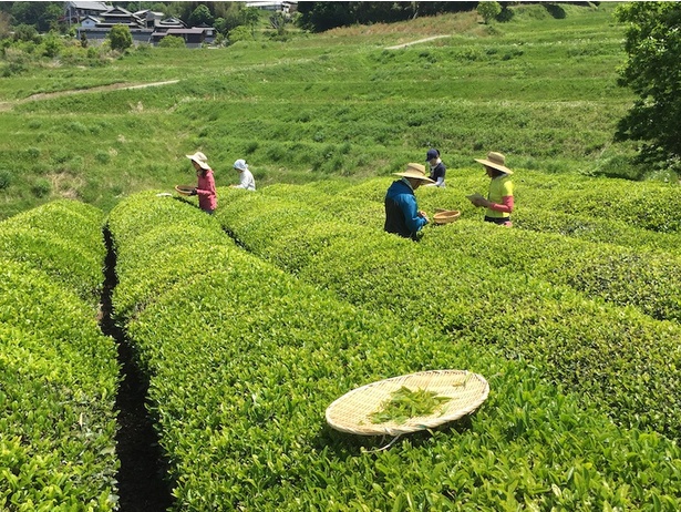 「遊茶庵」の茶摘み
