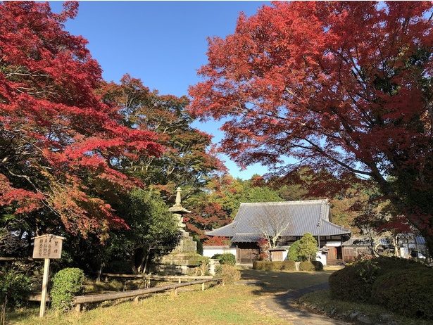 【写真】真っ赤な紅葉で彩られる芳徳寺
