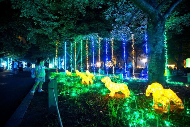 万博記念公園内の「東大路」では、並木道がイルミネーションで装飾される