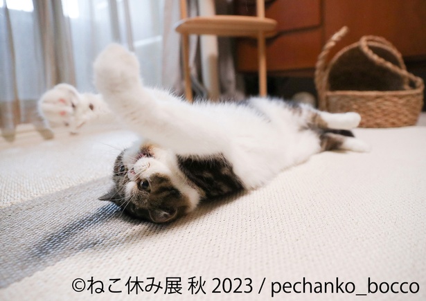 寝そべっている姿がかわいらしい「pechanko_bocco」