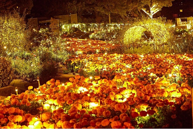 【写真】秋のバラ×マリーゴールドの共演「バラテラス」は圧巻
