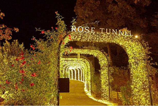 全長60メートルのバラのトンネル「光の回廊」