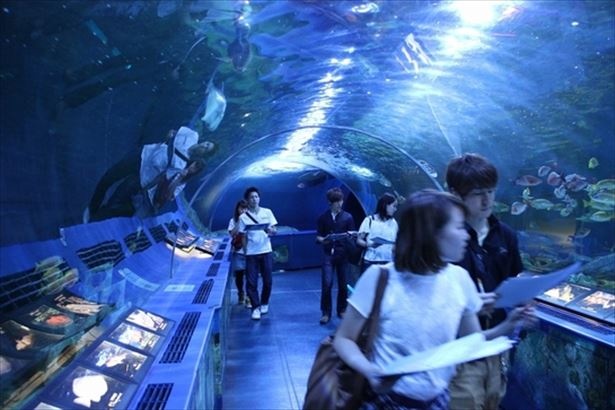 【写真を見る】普段は行けない閉館後、夜の水族館で謎解き！