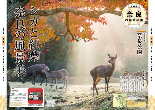 奈良公園／年間1,300万人が訪れる人気公園。シカは日の出から動きだすので、人が少ない朝一番に訪れるとシカと紅葉だけの絶景に出合えるかも