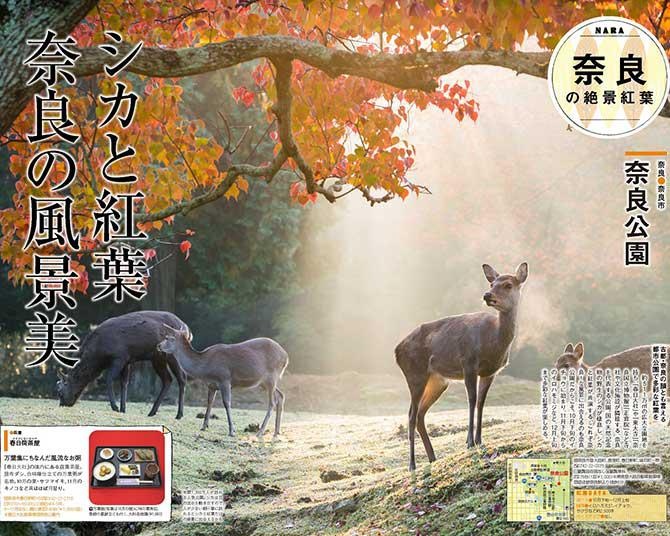【おすすめ紅葉スポット】シカと紅葉のコラボを楽しむ！古都・奈良の顔ともいえる都市公園 ／奈良公園(奈良・奈良市)