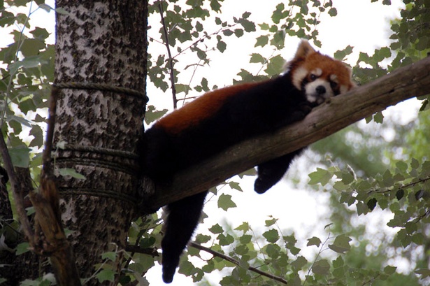旭山動物園/見事なバランスで休む、レッサーパンダ