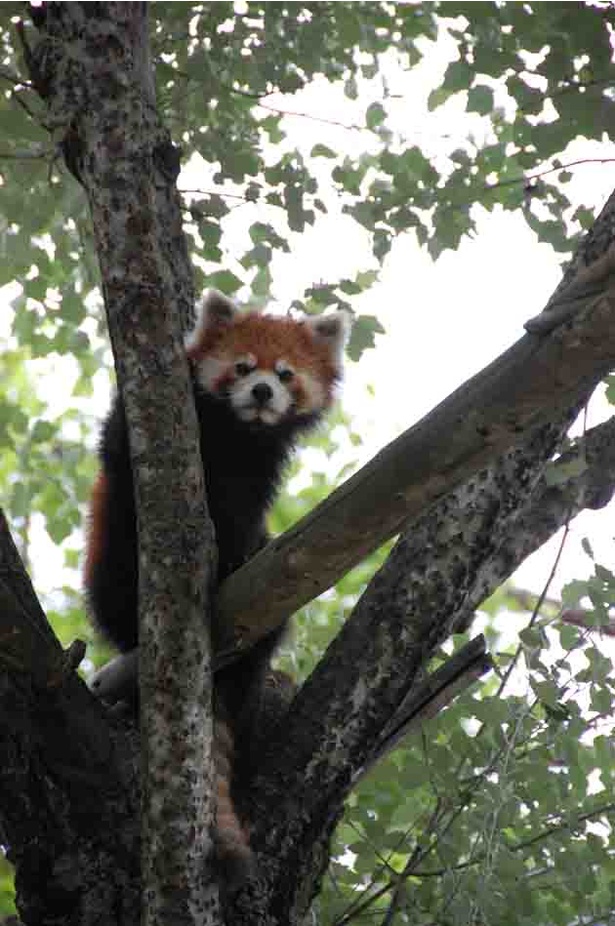 旭山動物園/木の上にいるレッサーパンダ