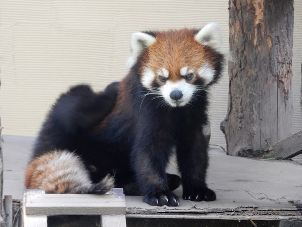 旭山動物園/毛づくろい中のレッサーパンダ