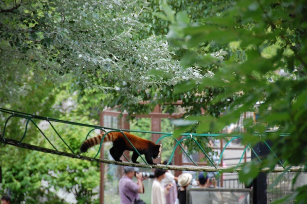 旭山動物園/吊り橋を渡るレッサーパンダ