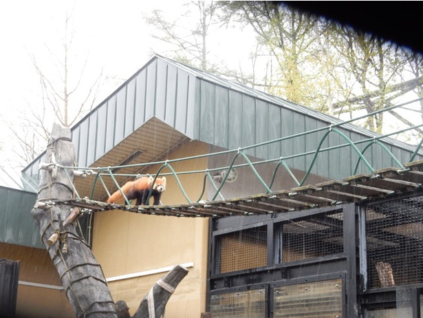 旭山動物園/レッサーパンダは少しくらいの雨でも平気