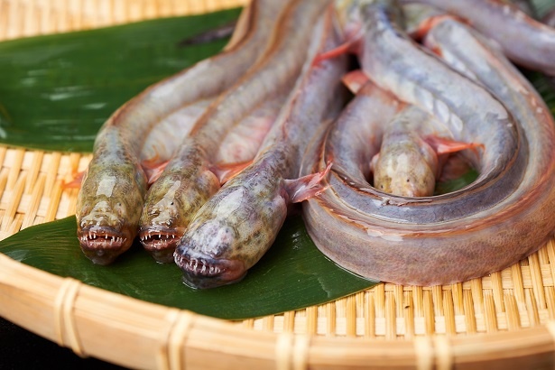 珍魚のおいしさを堪能できる“絶品珍魚餃子“を味わえる
