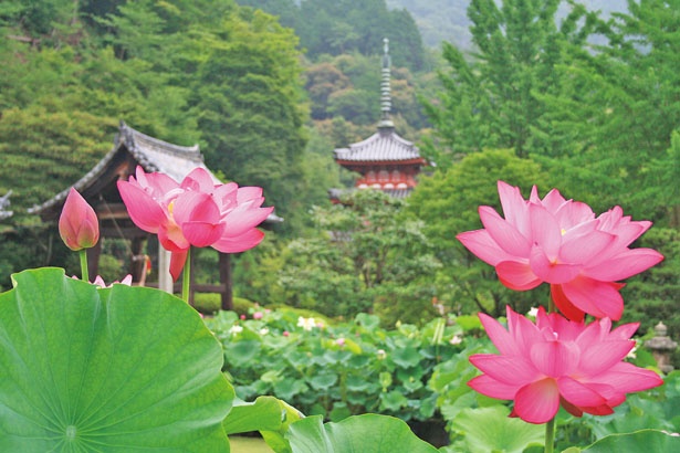 京都観光 夏の花 ハス の絶景 古刹で出会う楽園のような花景色 ウォーカープラス
