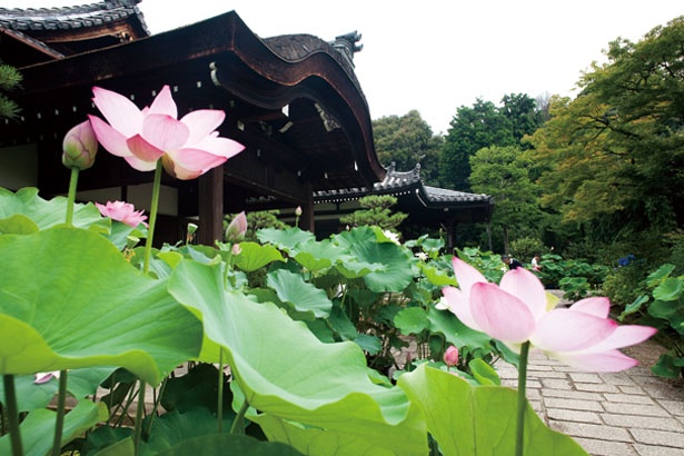 画像2 2 京都観光 夏の花 ハス の絶景 古刹で出会う楽園のような花景色 ウォーカープラス