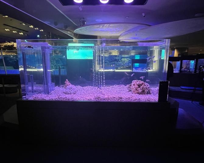 すみだ水族館に誕生した新エリア「小笠原」＆新常設展示「オガサワラベース」オープン