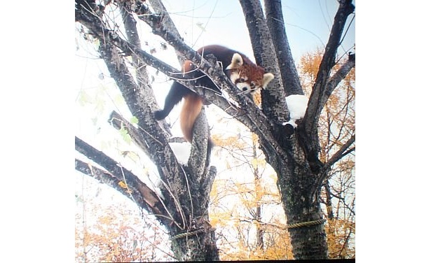 木を登ってこちらを見ているシセンレッサーパンダ