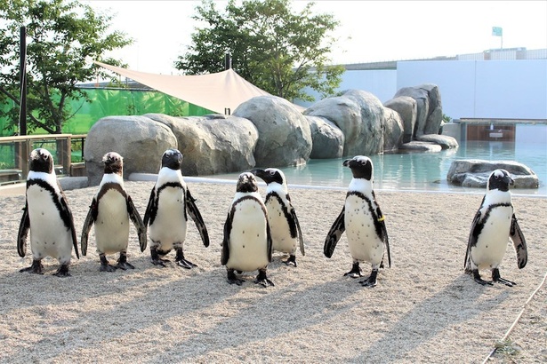 「ペンギンライフツアー」など、イベントもたくさん実施されている