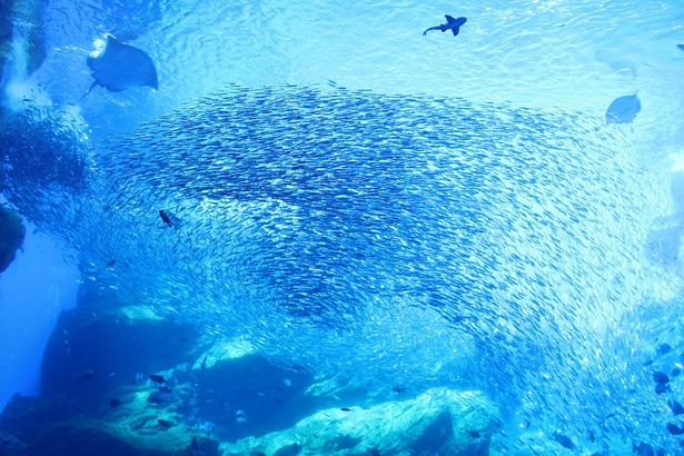  大水槽を泳ぐマイワシの姿は圧巻