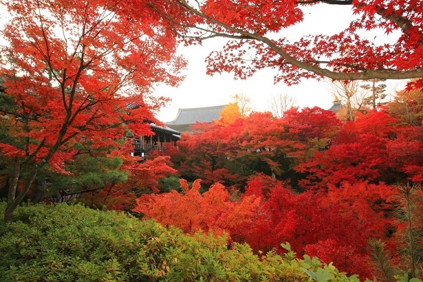 「そうだ 京都、行こう。」のプロモーションのひとつとして、秋になると紅葉一色になる美しい寺院で特別拝観を実施