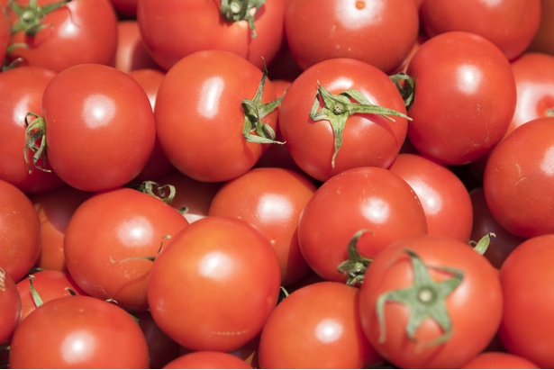 定額で詰め放題ができるアグリマインド明野菜園の中玉トマト