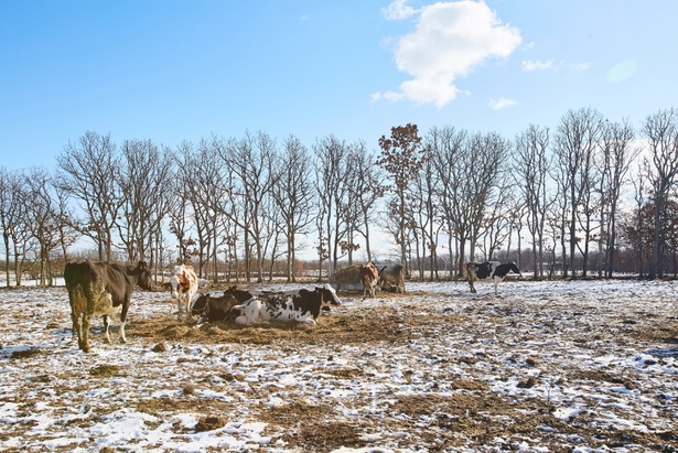 寒さにより脂肪分をたっぷりと蓄えた、冬の放牧酪農牛乳を使用