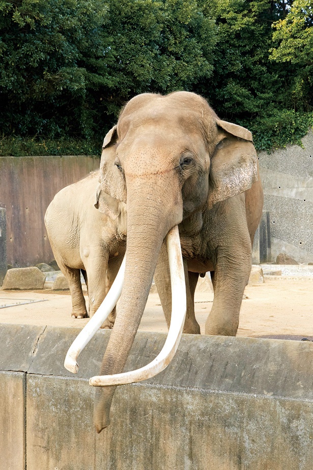 金沢動物園ではゾウやキリン、カンガルー、コアラといった人気の動物たちを見学できる