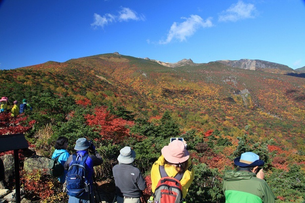 ミズナラ、ブナなどが美しく色づく紅葉時期は多くの登山客が訪れる / 安達太良山の紅葉